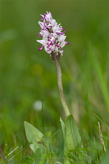 Orchis simia bianca ...?...